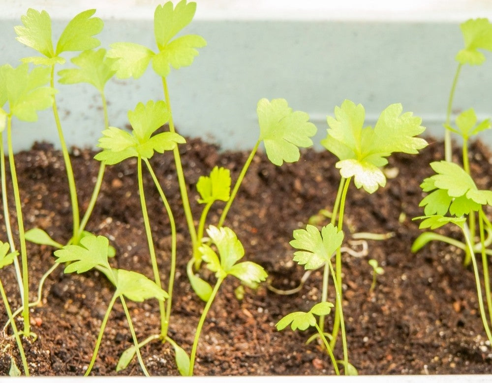 How to Grow Celery Indoor