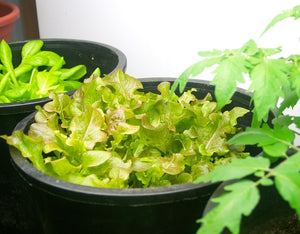 How to Grow Lettuce Indoor