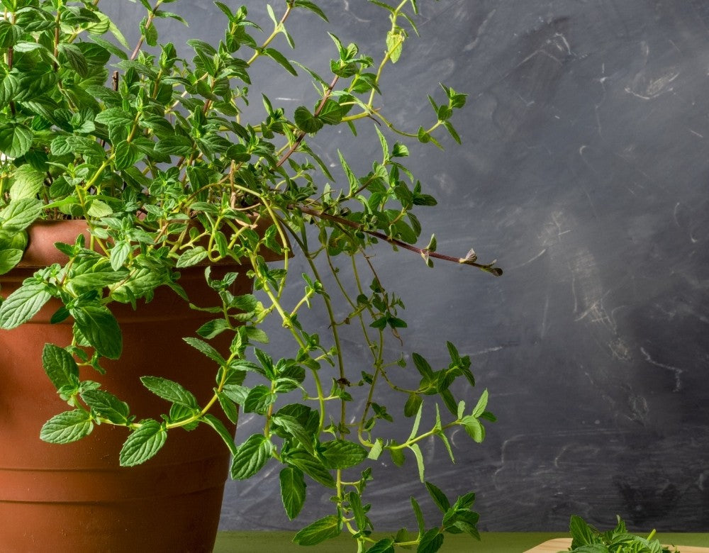 How to Grow Mint Indoor