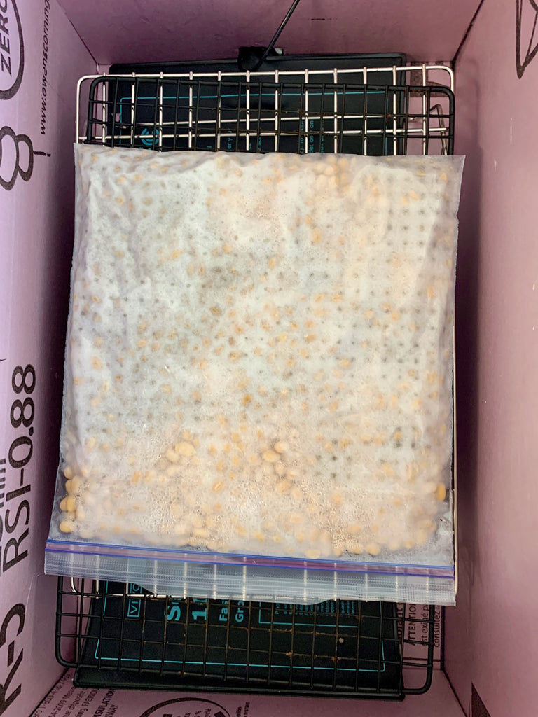 Basic steps for homemade tempeh