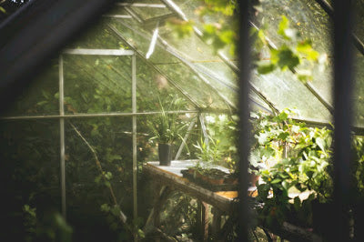 The Basics Of Building Your Own Greenhouse